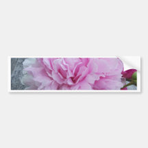 Rosa pioner/pion bildekaler