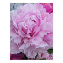 Rosa pioner/pionvykort