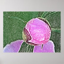Rosa pionknoppkanvastryck affisch