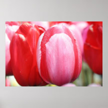 Rosa & röda tulpan posters