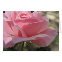 Rosa ros 3 kort