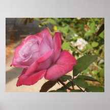 Rosa ros affisch