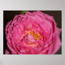 Rosa ros affischer