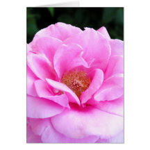 Rosa ros blommar jag kortet
