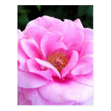 Rosa ros blommar jag vykortet