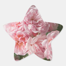 Rosa ros "Felicia ", Stjärnformade Klistermärken