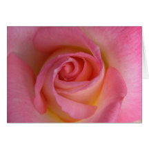 Rosa ros hälsnings kort