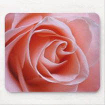 Rosa ros