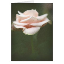 Rosa ros noterar kort