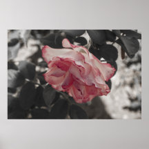 Rosa ros på det svartvita bakgrundsfotoet affisch