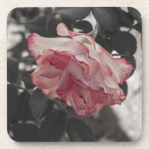 Rosa ros på det svartvita bakgrundsfotoet kopp underlägg
