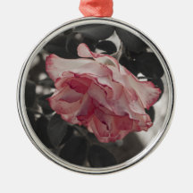 Rosa ros på det svartvita bakgrundsfotoet julgranskulor