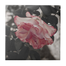Rosa ros på det svartvita bakgrundsfotoet keramiska plattor
