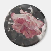 Rosa ros på det svartvita bakgrundsfotoet magnet för kylskåp