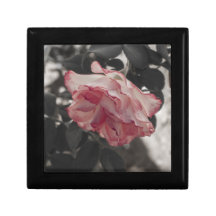 Rosa ros på det svartvita bakgrundsfotoet minnessakar