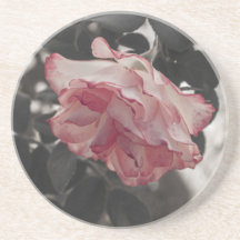Rosa ros på det svartvita bakgrundsfotoet underlägg