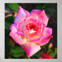 Rosa ros print
