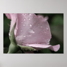 Rosa ros tappar affischen