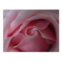 Rosa ros virvlar runt mallvykort