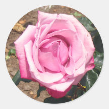 Rosa rosblommaklistermärke