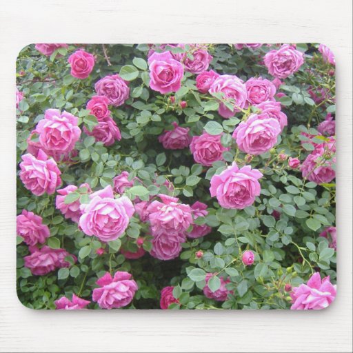 Rosa Rosebush Mousepad Mus Matta