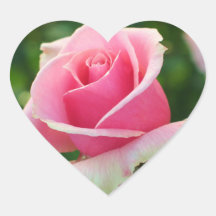 Rosa roshjärtaklistermärke