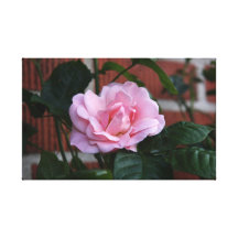 Rosa roskanvastryck
