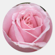 Rosa rosklistermärke