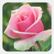 Rosa rosklistermärke