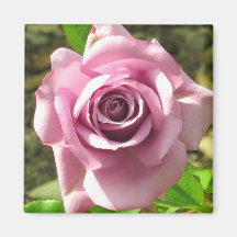 Rosa rosmagnet kylskåps magneter