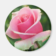 Rosa rosmagnet kylskåps magneter
