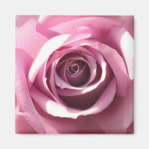 Rosa rosmagnet kylskåpsnagnet