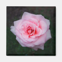 Rosa rosmagnet magnet för kylskåp