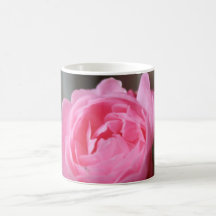 Rosa rosmugg