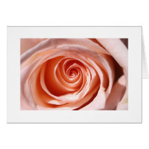 Rosa rosstudie II Hälsningskort