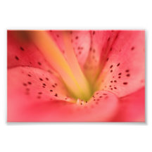 Rosa tigerlilja fotografiskt tryck