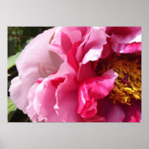 Rosa tryck för trädpionbra, 21" X 15", Affisch