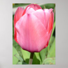 Rosa tulpan 2 posters