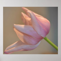 Rosa tulpan affischer