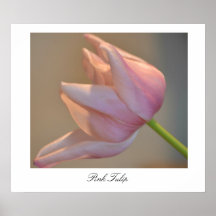 Rosa tulpan posters