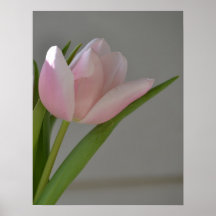 Rosa tulpan posters