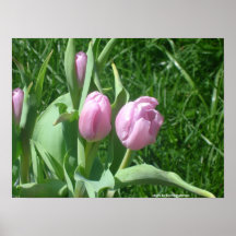Rosa tulpanaffisch