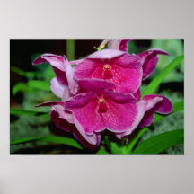 Rosa Vanda blommor Affischer