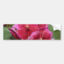 Rosa Vanda blommor Bildekal