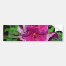 Rosa Vanda blommor Bildekaler