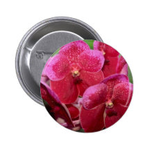 Rosa Vanda blommor Knappar Med Nål