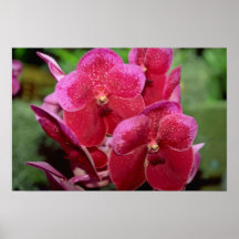 Rosa Vanda blommor Print