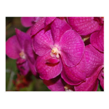 Rosa Vanda orchid Vykort