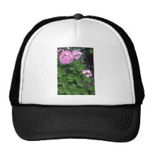 Rosa Zonal blommor för pelargon (pelargonian Horto Trucker Keps