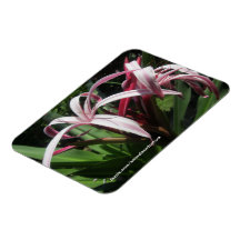 Rosan blommar magneten
